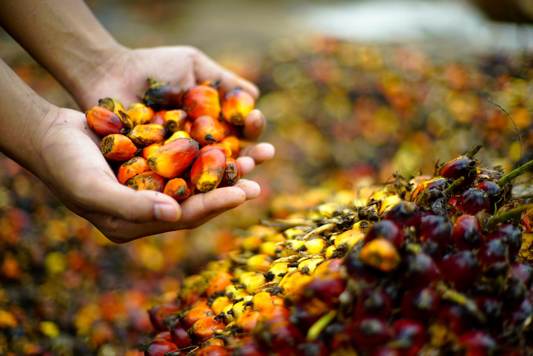 Colheita de frutos da palma na Vila Nova Agroindustrial em Tomé-Açu, Pará